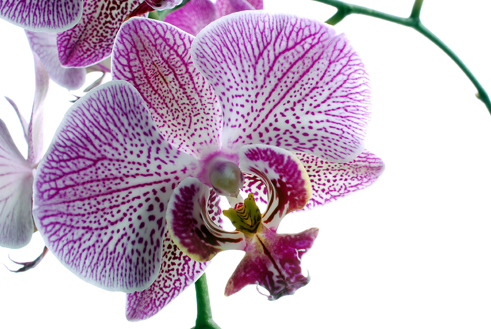 .... orchid .... von Peter Caspers