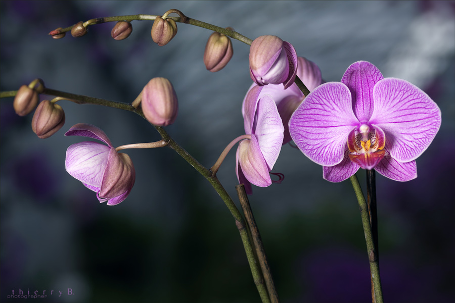 Orchid # 1551