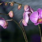 Orchid # 1551