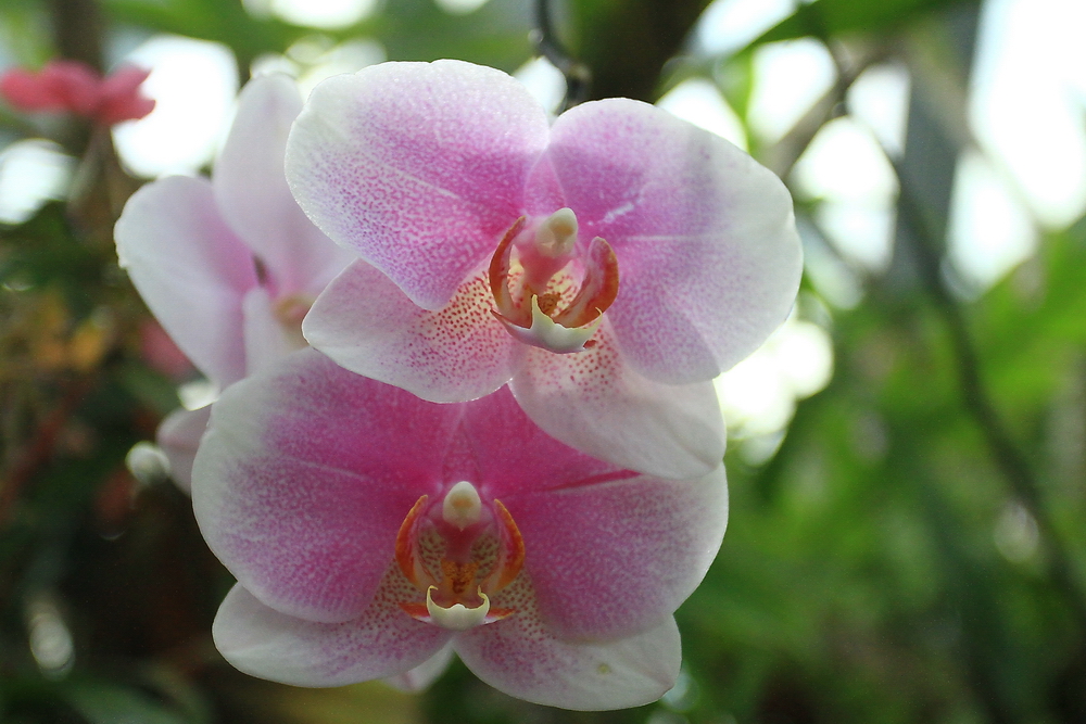 Orchid 2