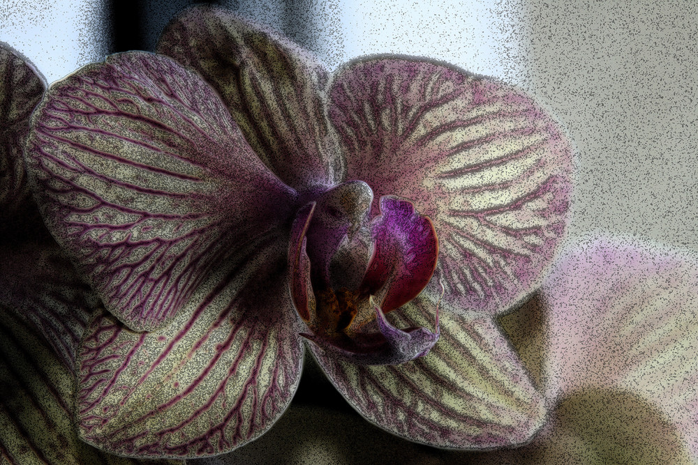 Orchid 2