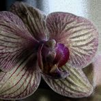 Orchid 2