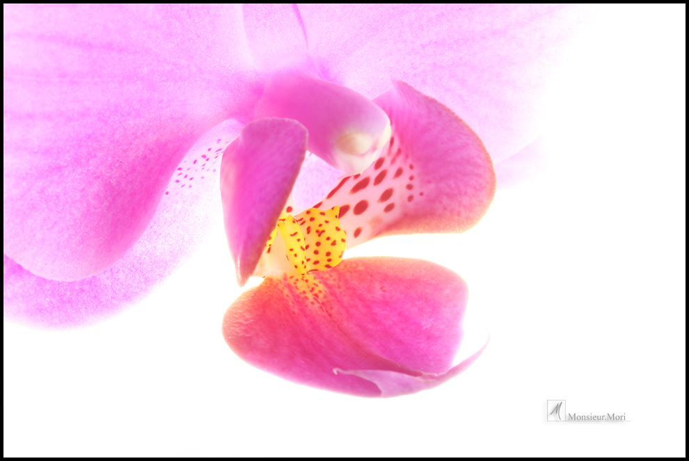 Orchid 2012 p.I