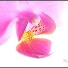 Orchid 2012 p.I