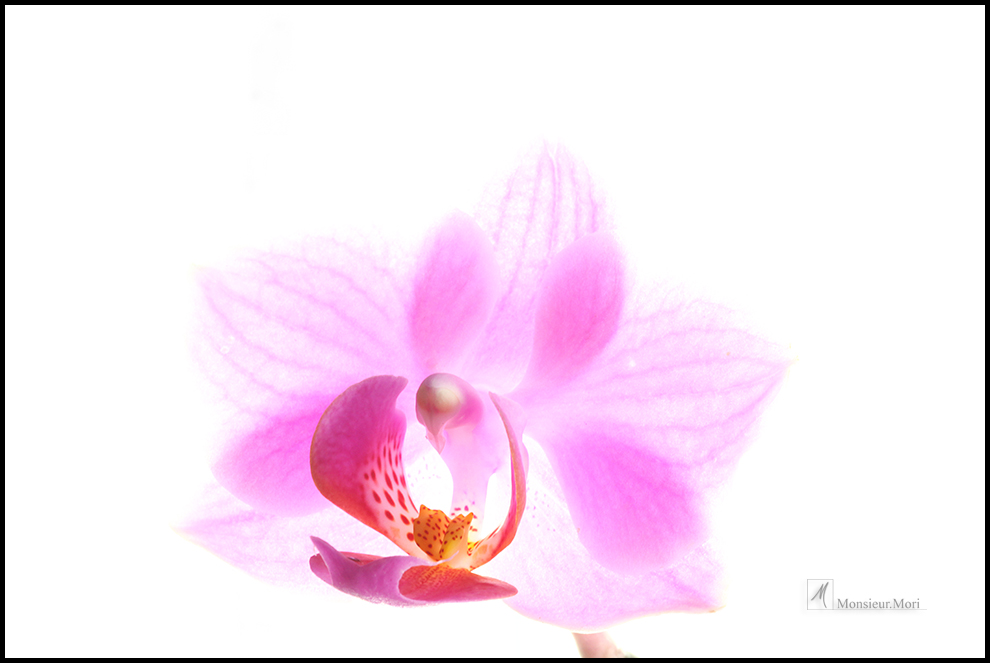 Orchid 2012 p.II