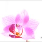 Orchid 2012 p.II