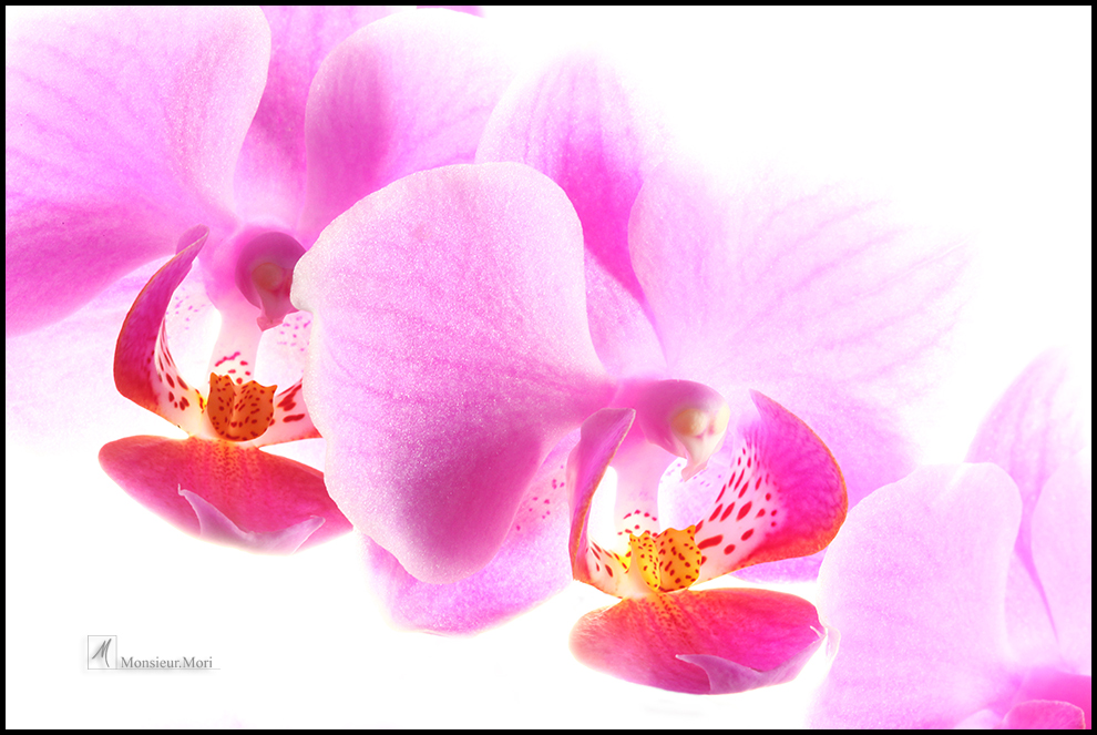 Orchid 2012 p.III