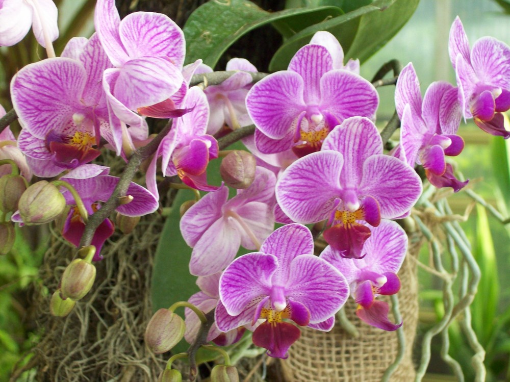 Orchid