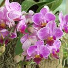 Orchid