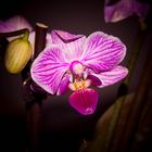 Orchid