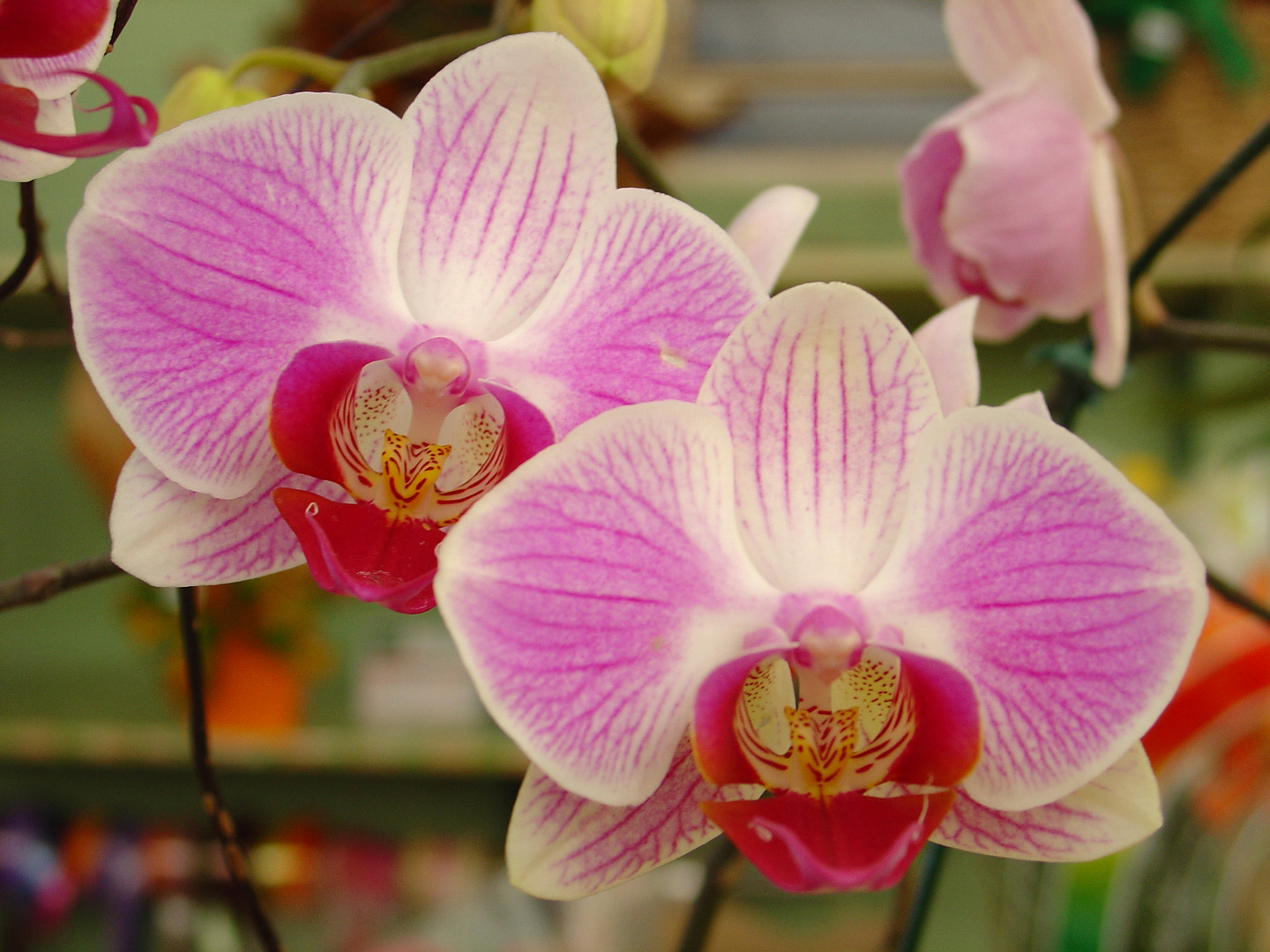 Orchid