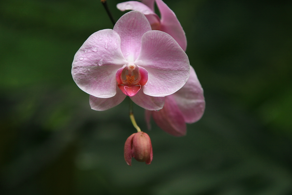 Orchid 3