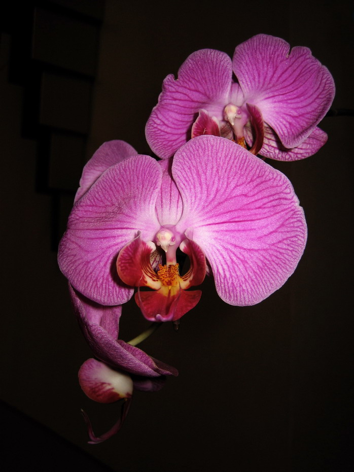 orchid-3