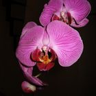 orchid-3