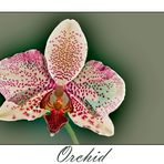 Orchid