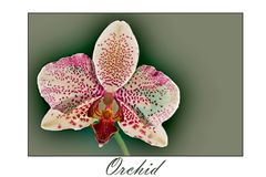 Orchid