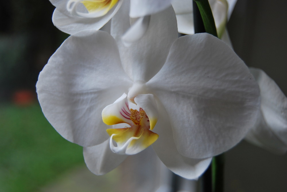 orchid