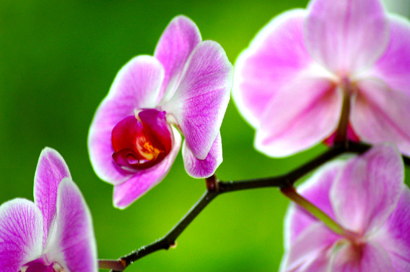 Orchid