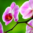 Orchid