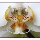 Orchid