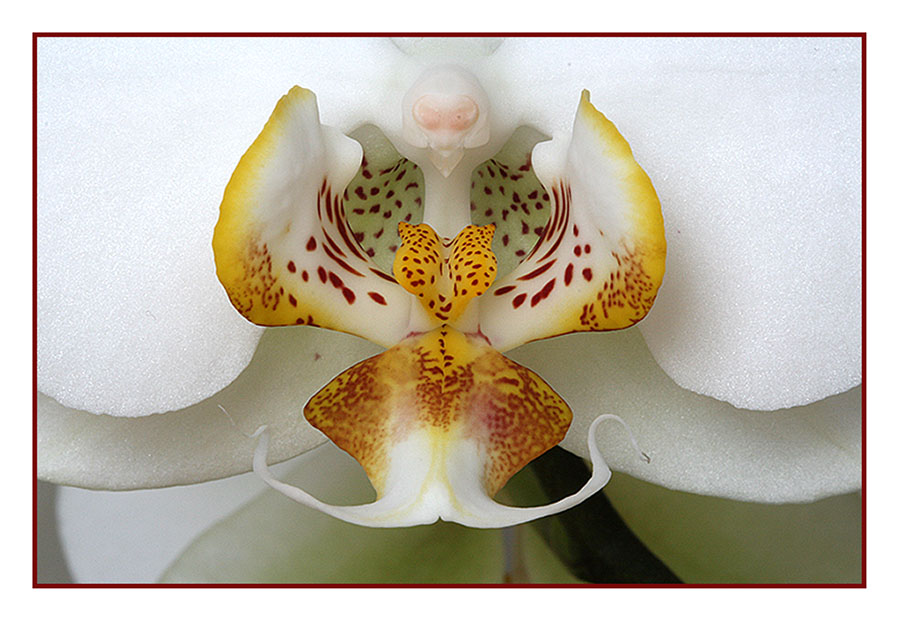 Orchid