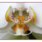 Orchid