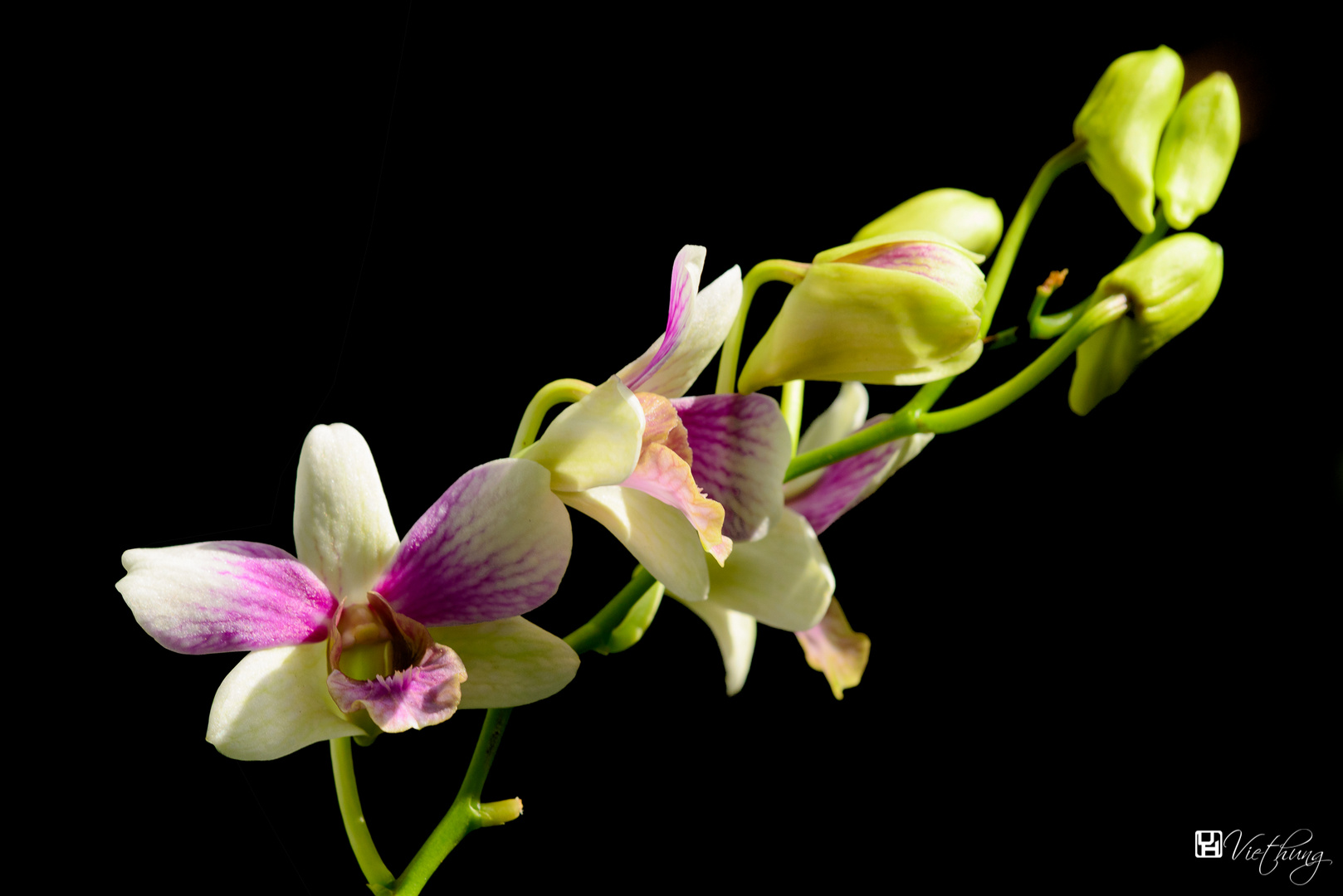 Orchid #4