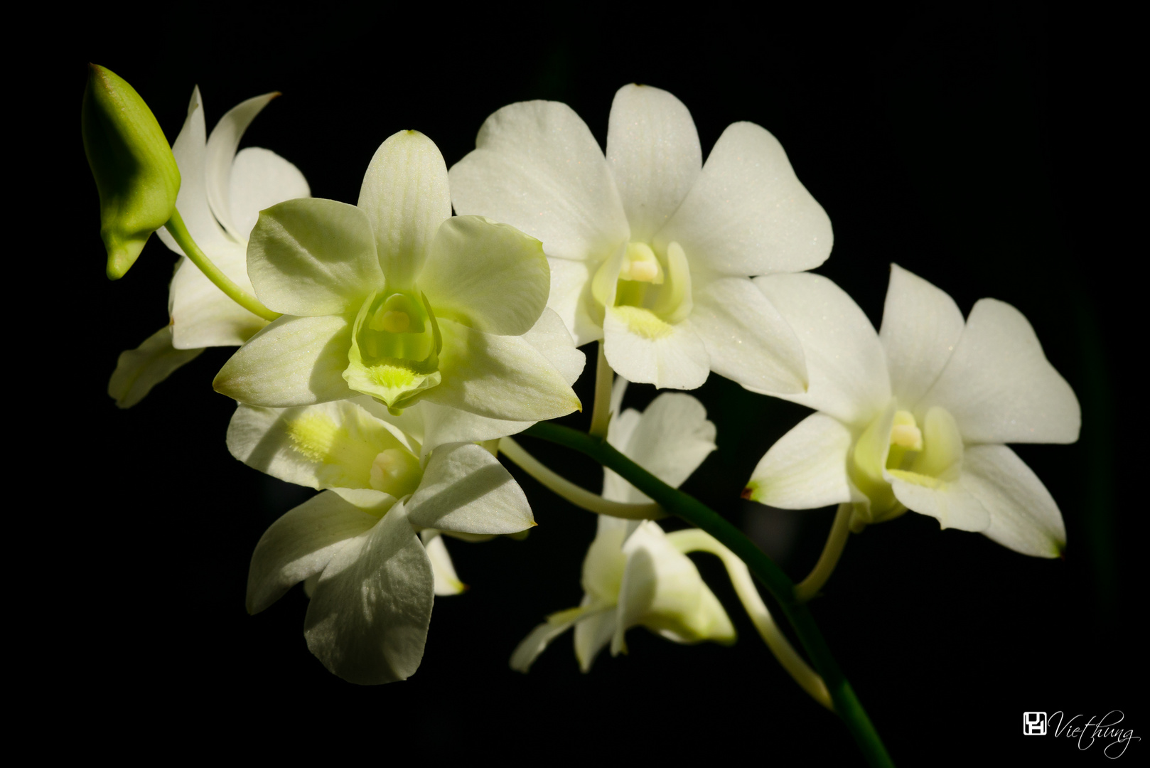 Orchid #4