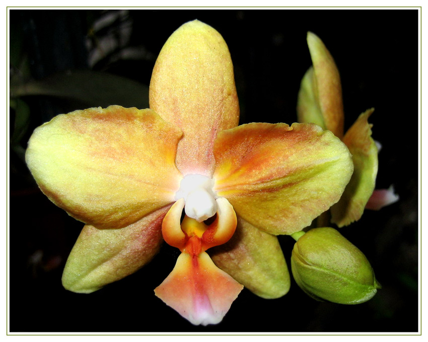 orchid-4