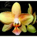 orchid-4