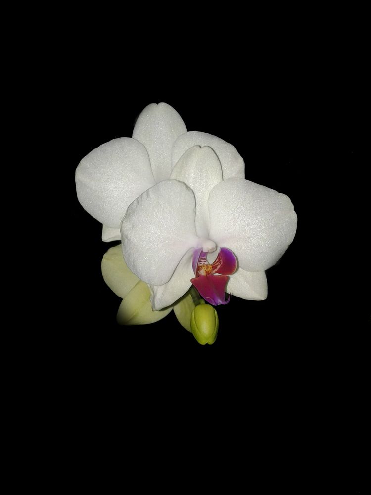 Orchid