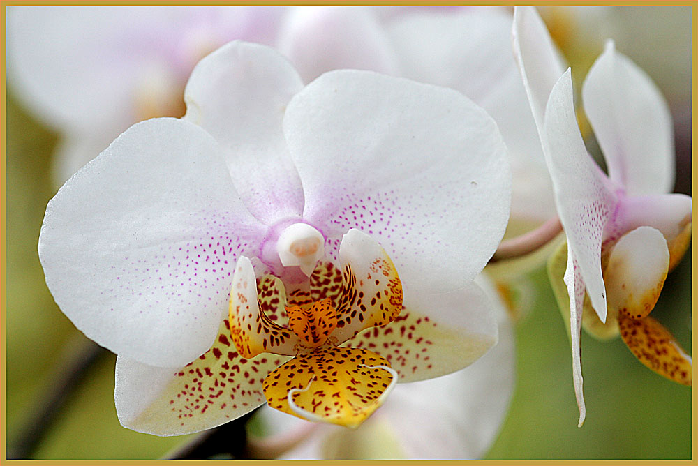 orchid