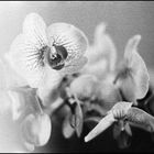 ...orchid...