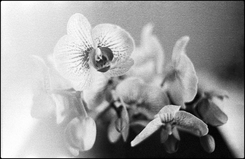 ...orchid...