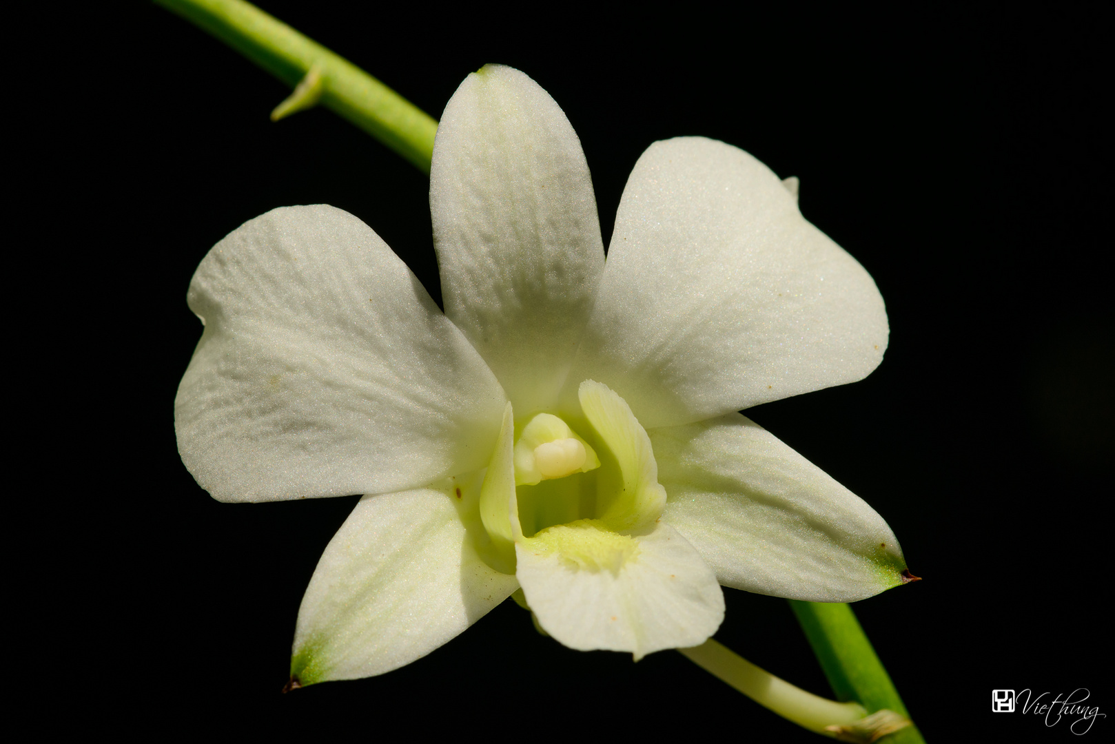 Orchid #5