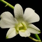 Orchid #5