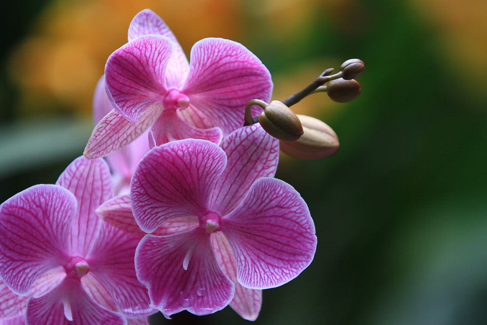 Orchid 5