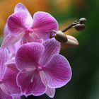 Orchid 5
