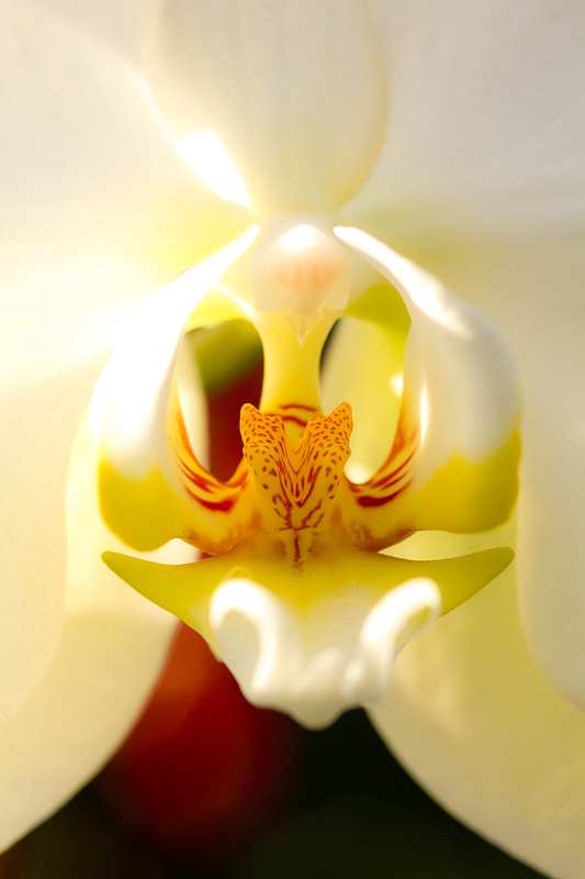 Orchid