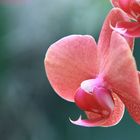 Orchid 6