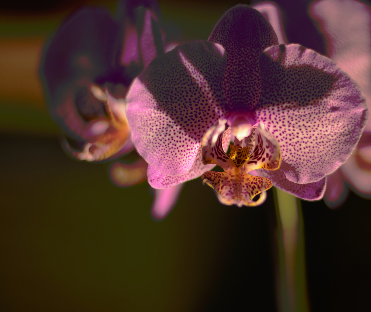 Orchid