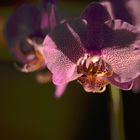 Orchid