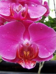 Orchid.