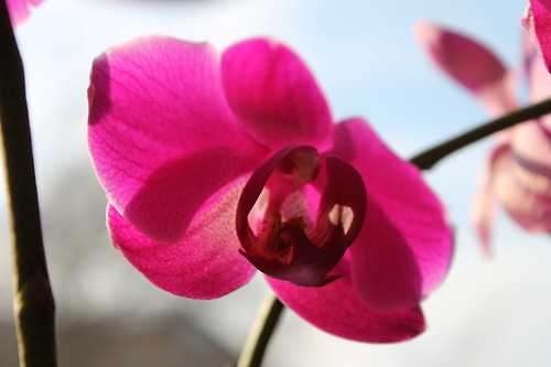 Orchid!!!