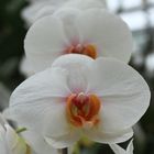 Orchid 8