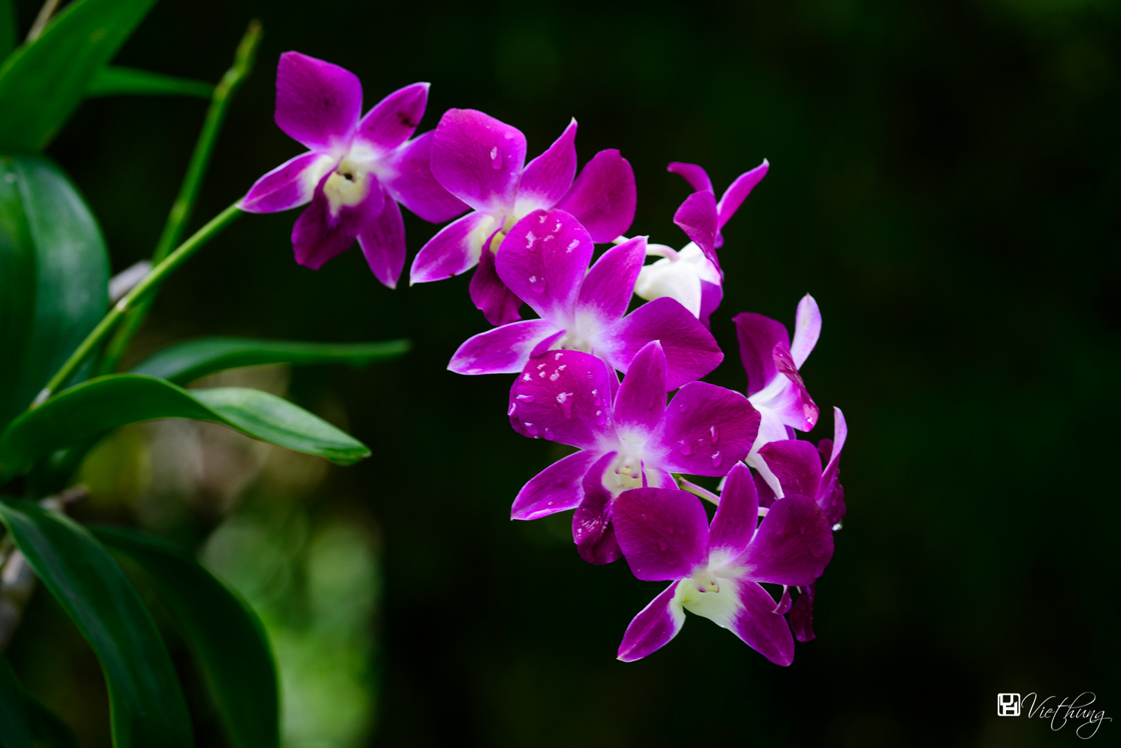 Orchid #8