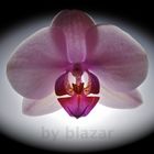 Orchid