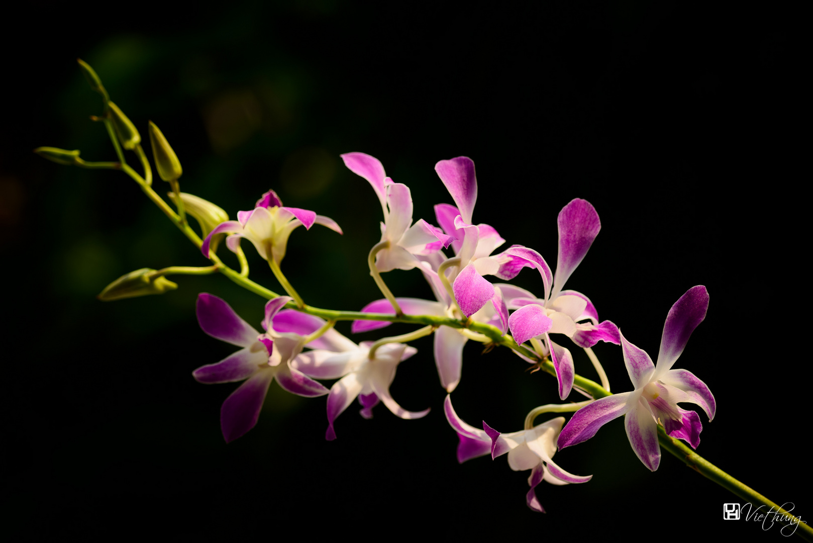 Orchid #9