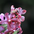 Orchid 9