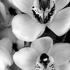 orchid